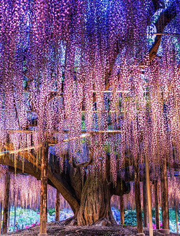 越夜越美Light Up